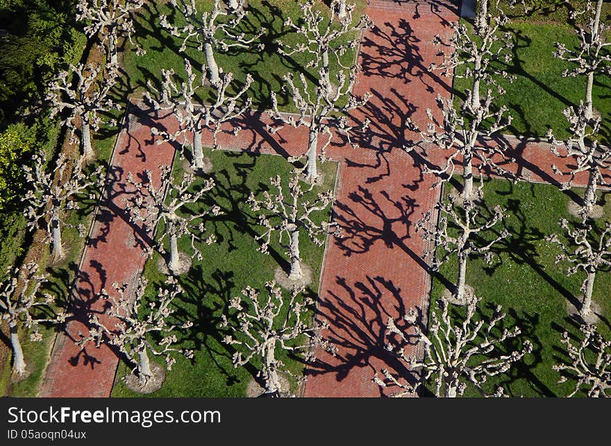 Decorative trees on the Campanile Esplanade as seen from above at the top of Sather tower in the University of California, Berkeley. Decorative trees on the Campanile Esplanade as seen from above at the top of Sather tower in the University of California, Berkeley.