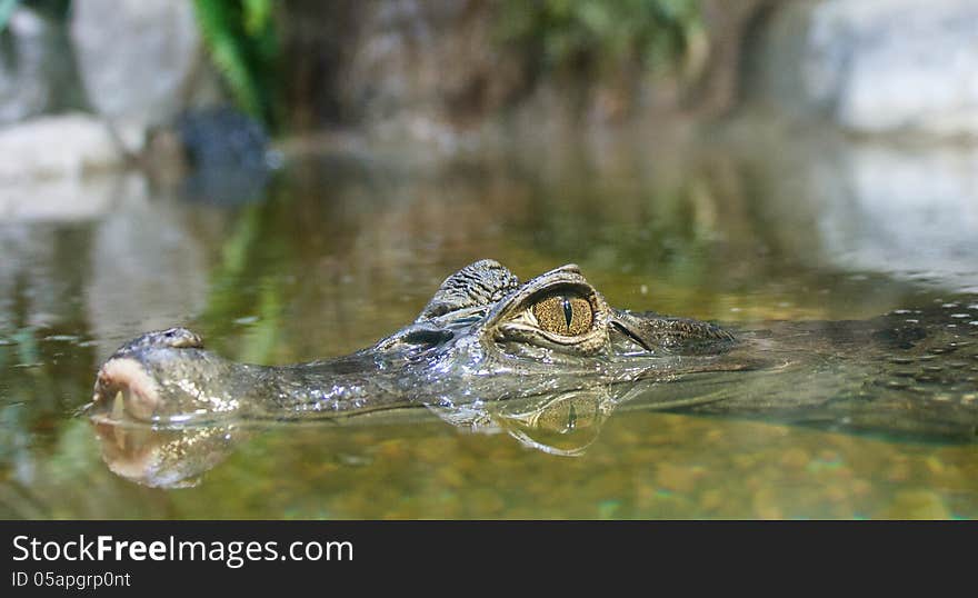 Alligator In The Water And Its Reflection