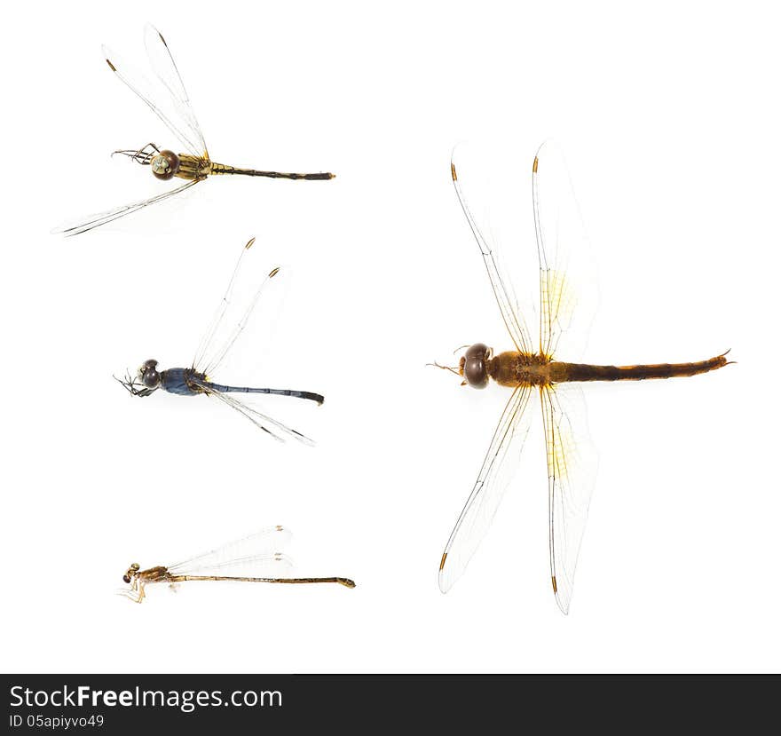 Various of dragonfly remains on white