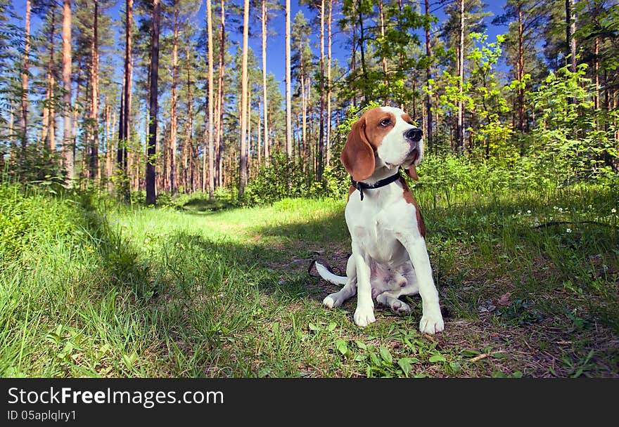 Beagle on a grass in forest . Wide angle. The polarising filter is used. Beagle on a grass in forest . Wide angle. The polarising filter is used.