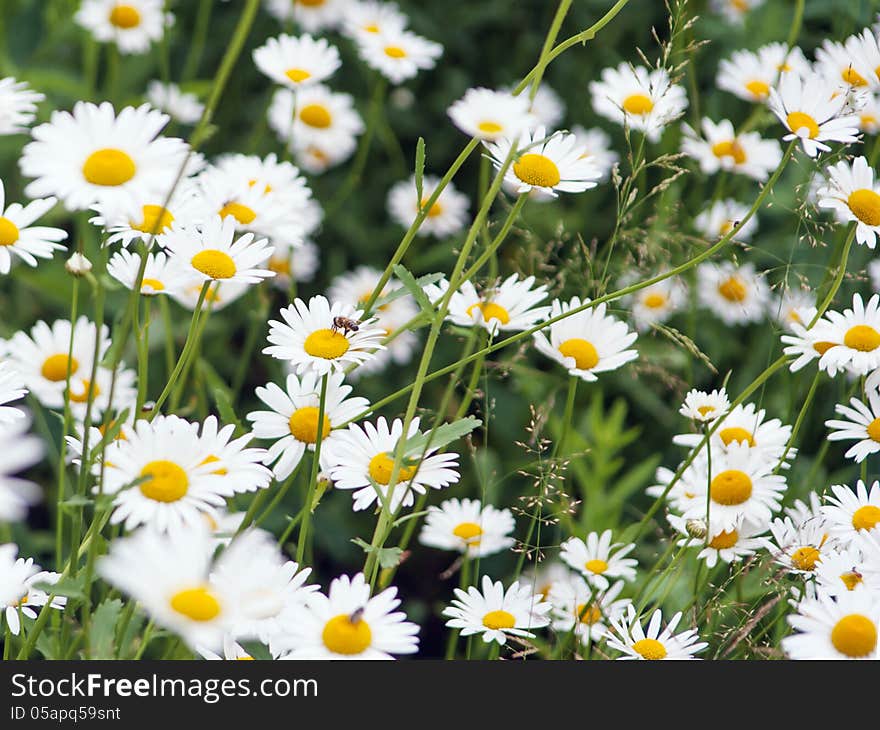 Green Flowering Meadow With White Daisies