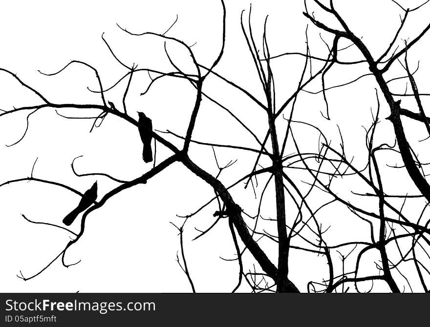 Bird silhouette ( koel bird, scolopacea, Cuculidae )