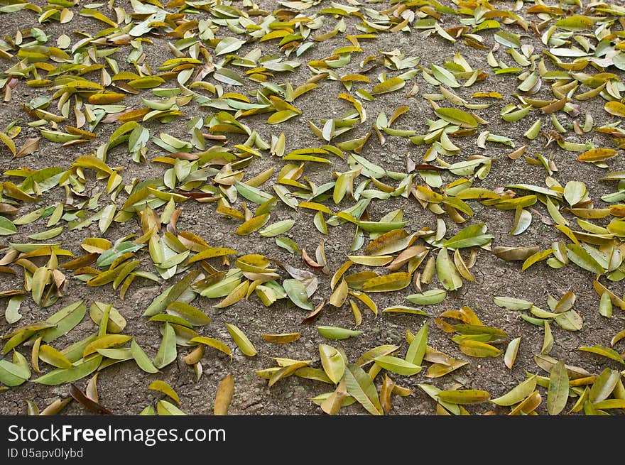 Many leaves fall from a tree on ground