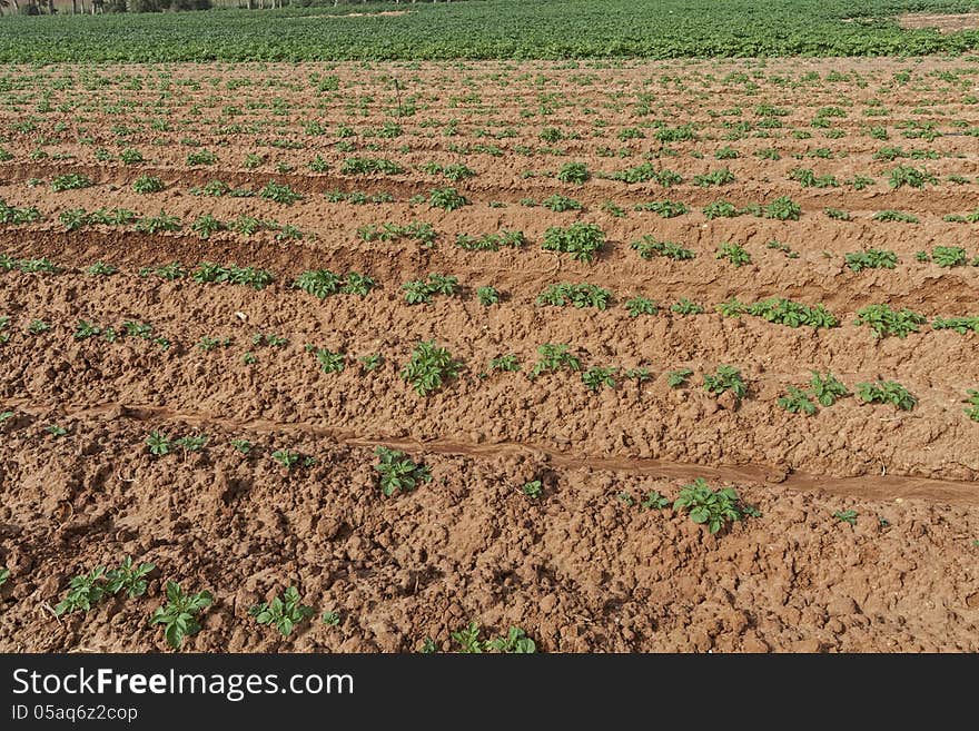 Potato field in spring.