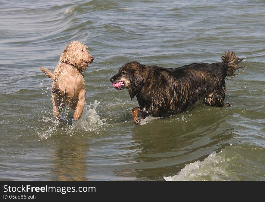 One dog retrieving the ball while the other challenges for the ball at the lake. One dog retrieving the ball while the other challenges for the ball at the lake