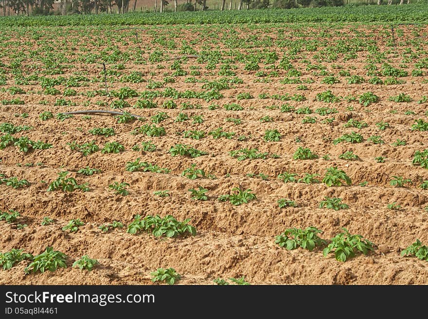 Potato field in spring.