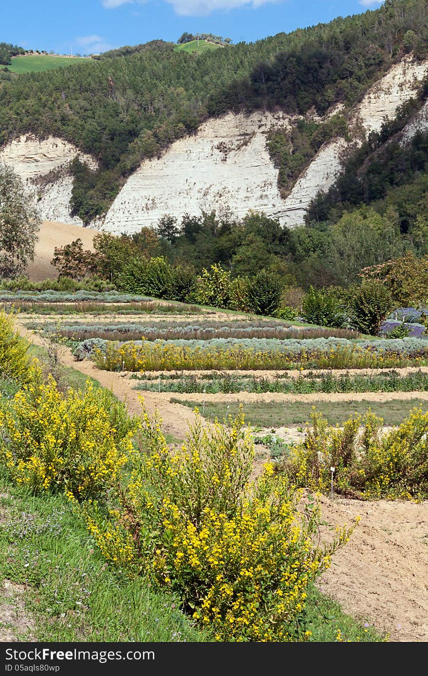 Landscape of Botanical Garden in China.