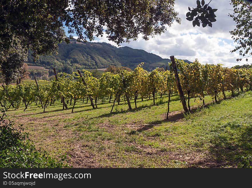 A vineyard in an Italian summer. A vineyard in an Italian summer