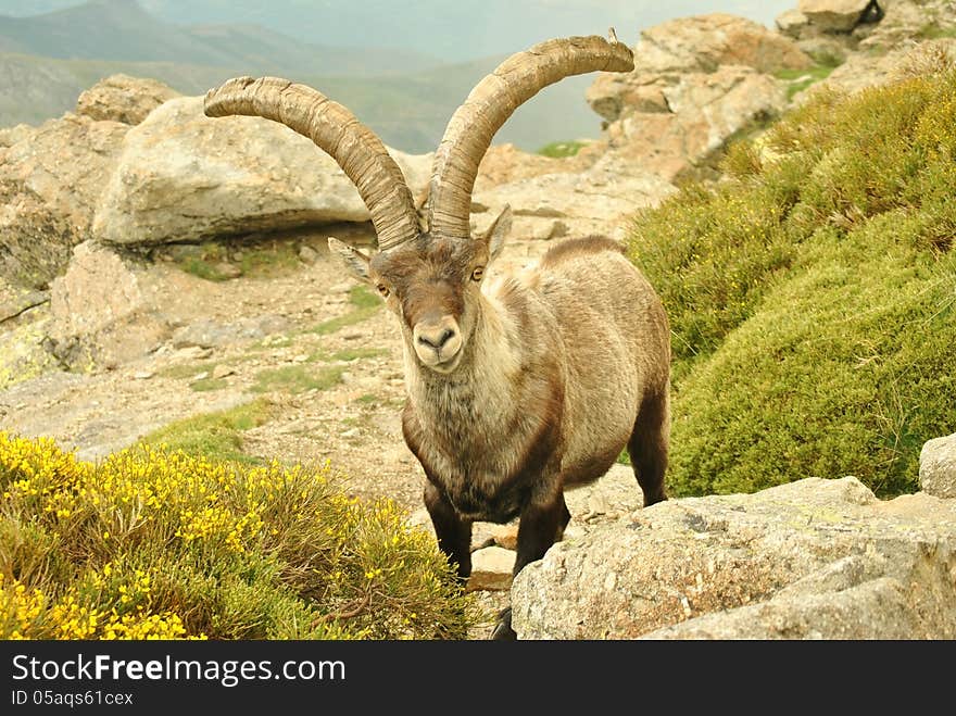 Chamois in the natural reserve