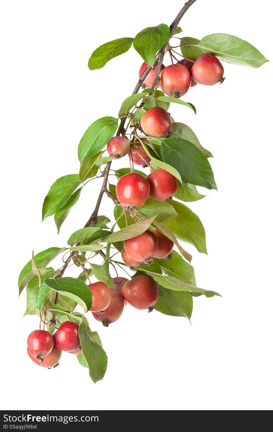 Wild red apples on a branch. Isolated on a white.