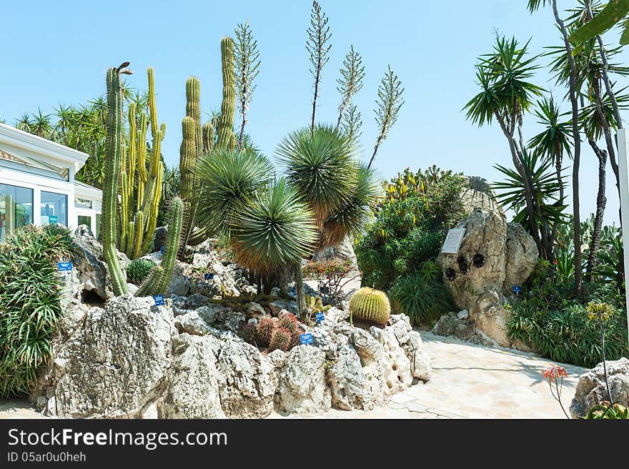 Garden Cacti And Succulents In Monaco