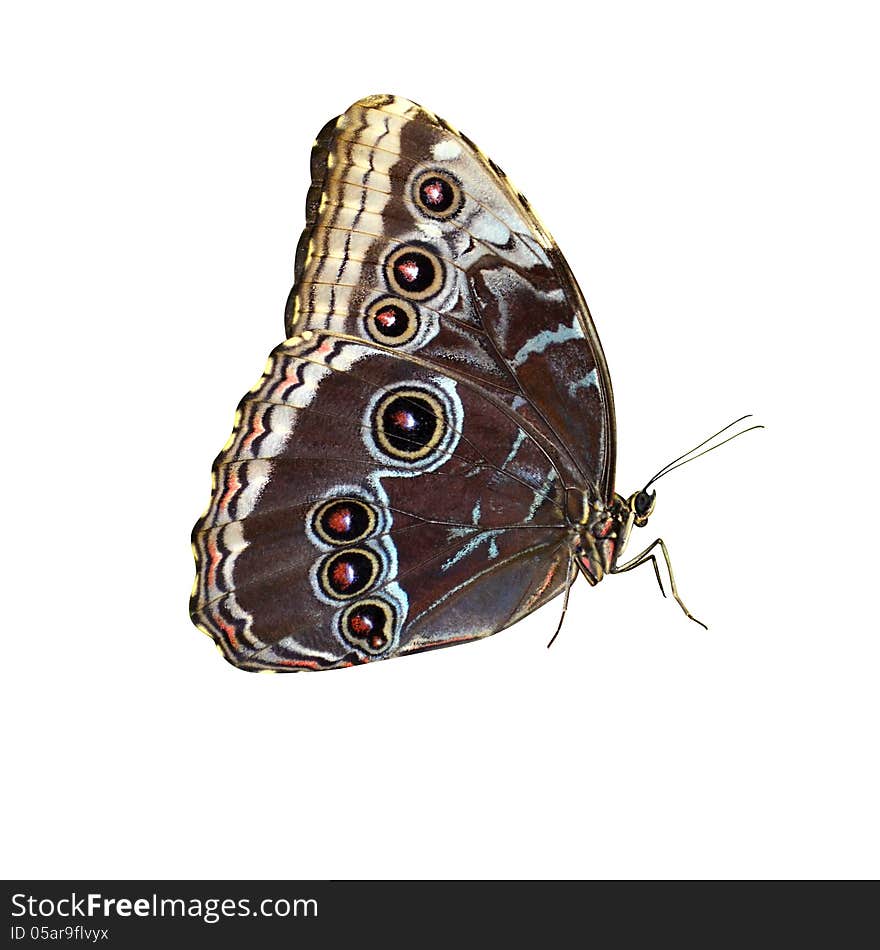 Butterfly isolated on white background pachliopta aristolochiae