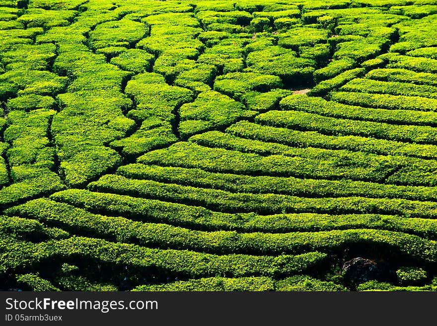 Tea plantation landscape. India