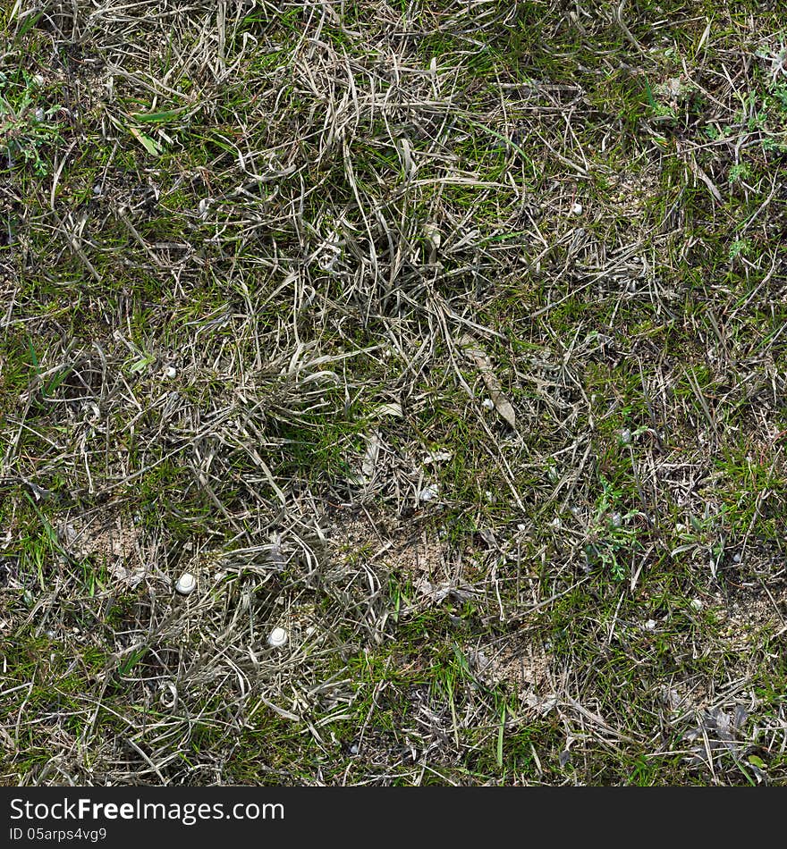 Grass Texture.