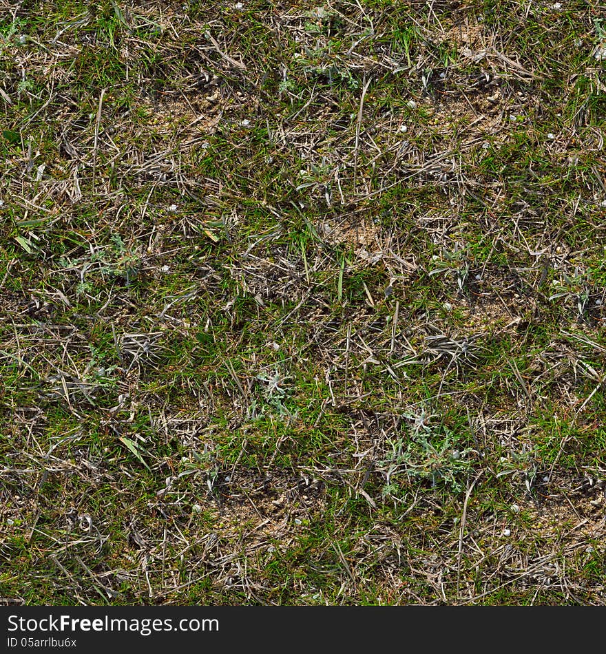 Grass Texture.