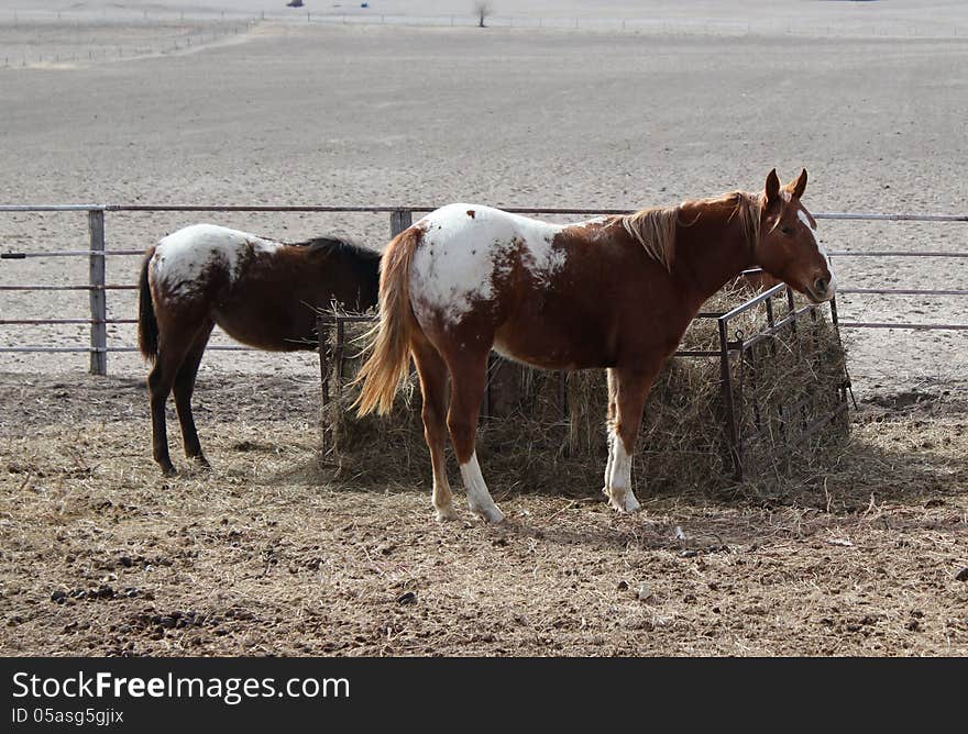 Two Appaloosa Horses