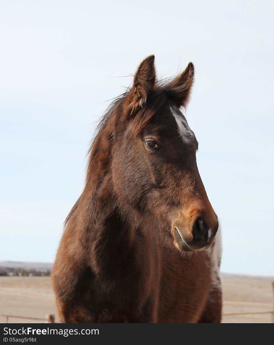 Young Horse With Sly Look