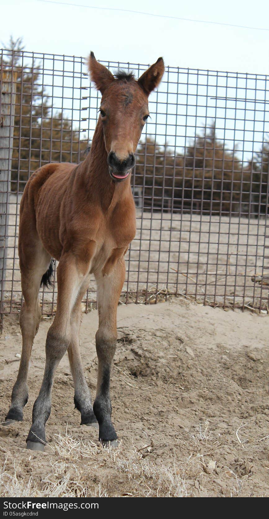 Foal standing by a fence