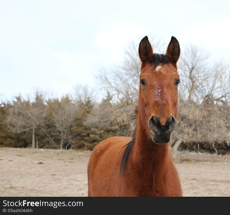 Horse looking alert