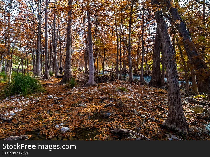 Man Walking Dog in Autumn Paradise.