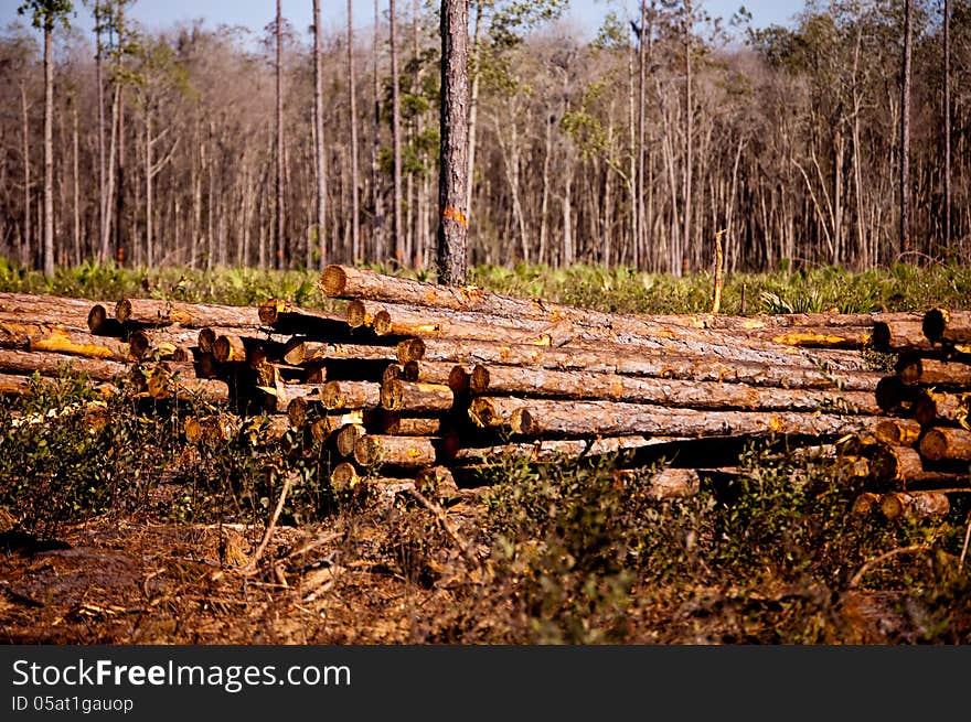 Logs waiting for pick up in Florida. Logs waiting for pick up in Florida.