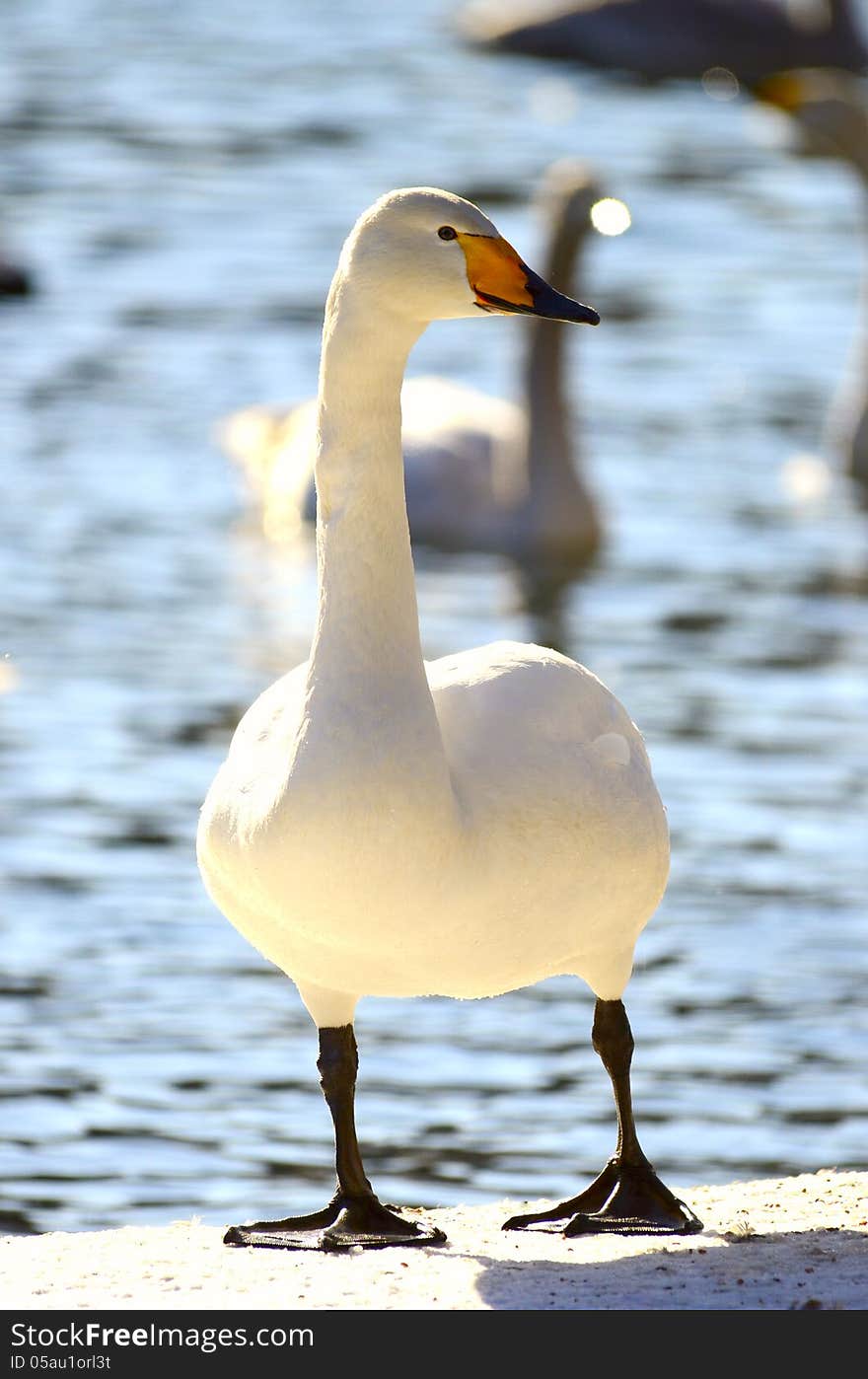 Swan posing