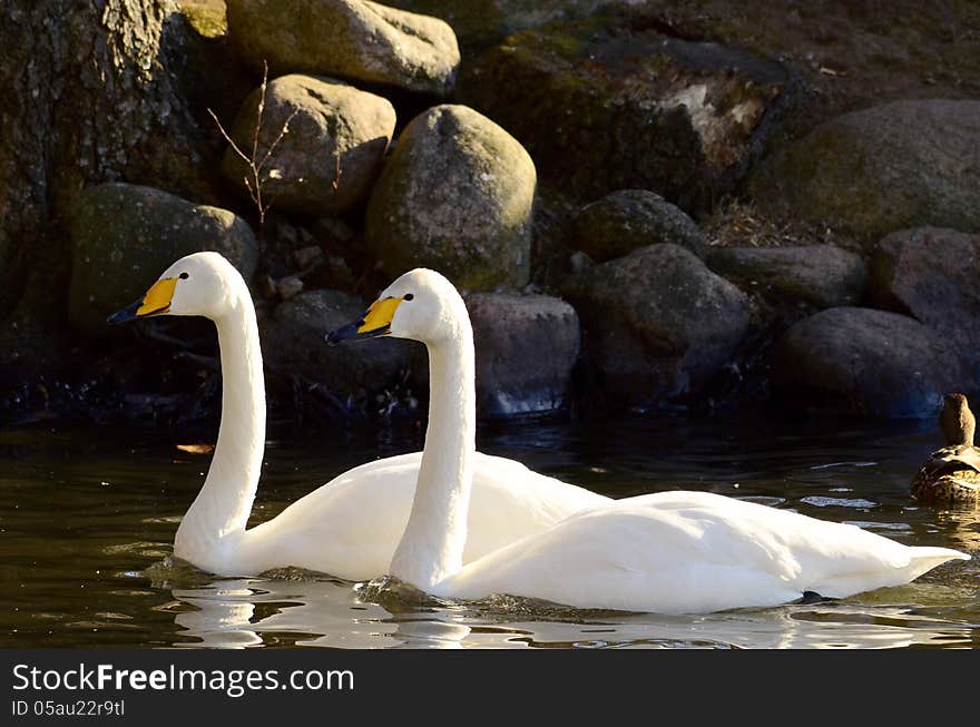 Swans swiming