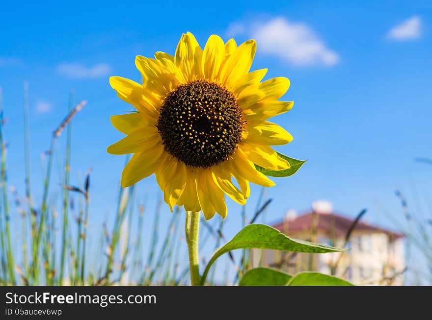 One yellow bright sunflower on a blur house background. Blue sky around.