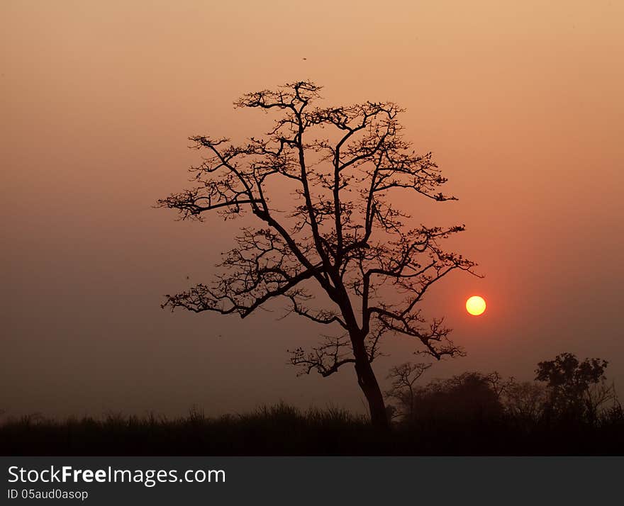 Happy for sunset in wild