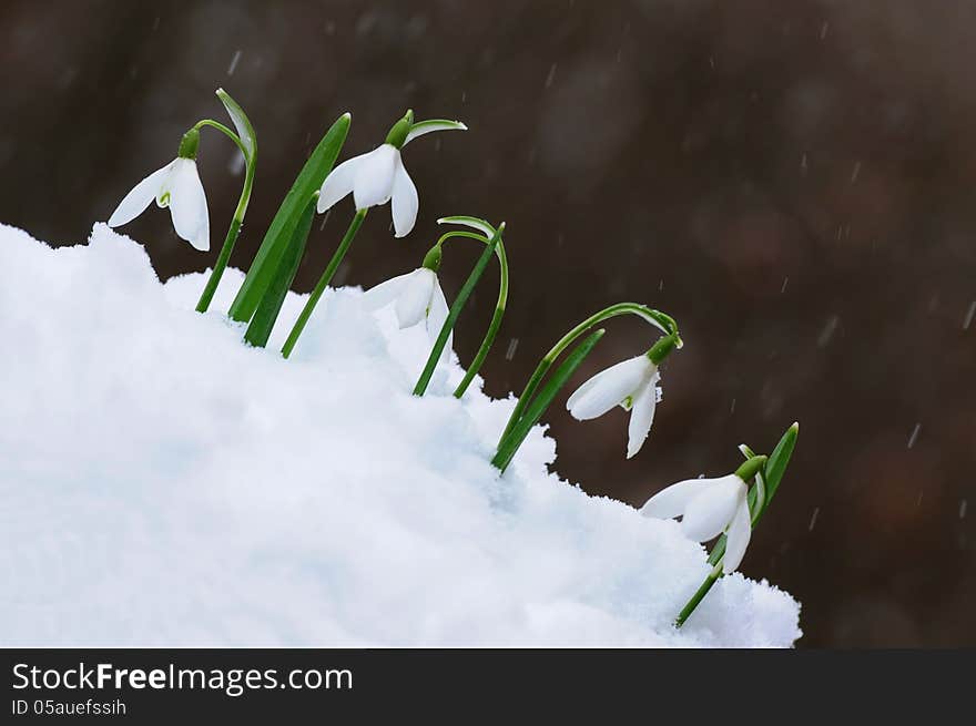 Snowdrops  in snow