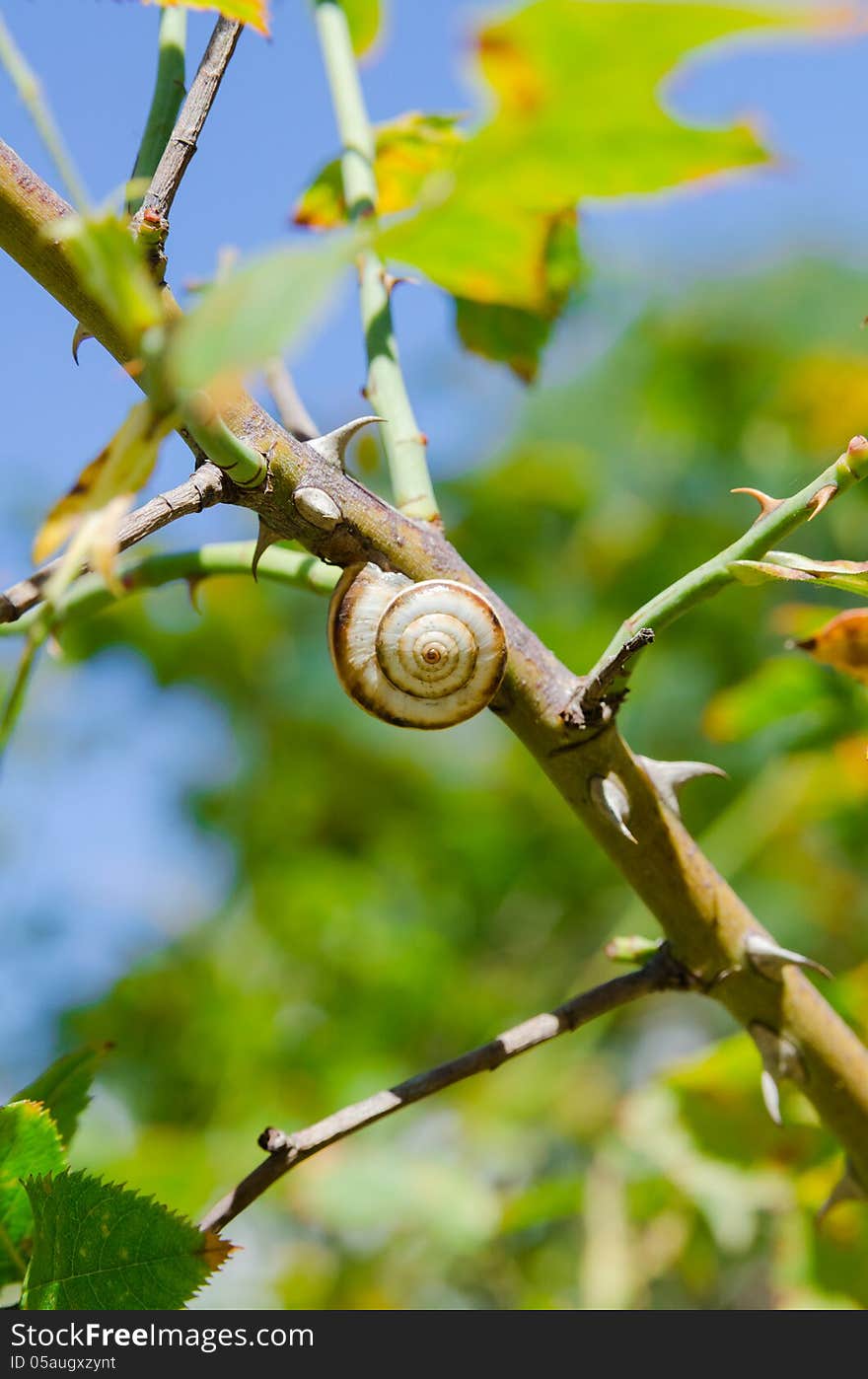 One Small Snail Holding On A Plant Stem. Nature Background