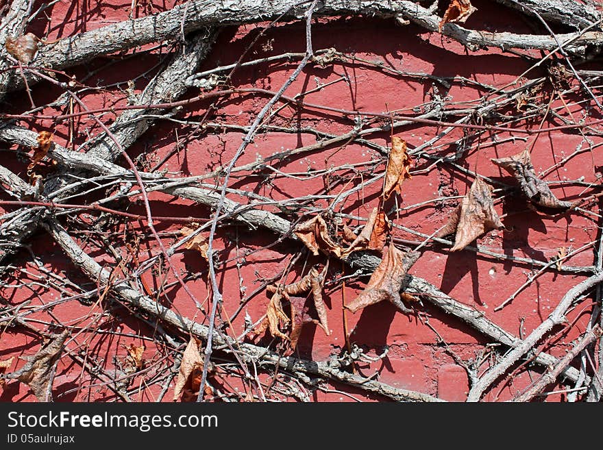 Old red cement wall with creeping vines and dead leaves trailing across it.