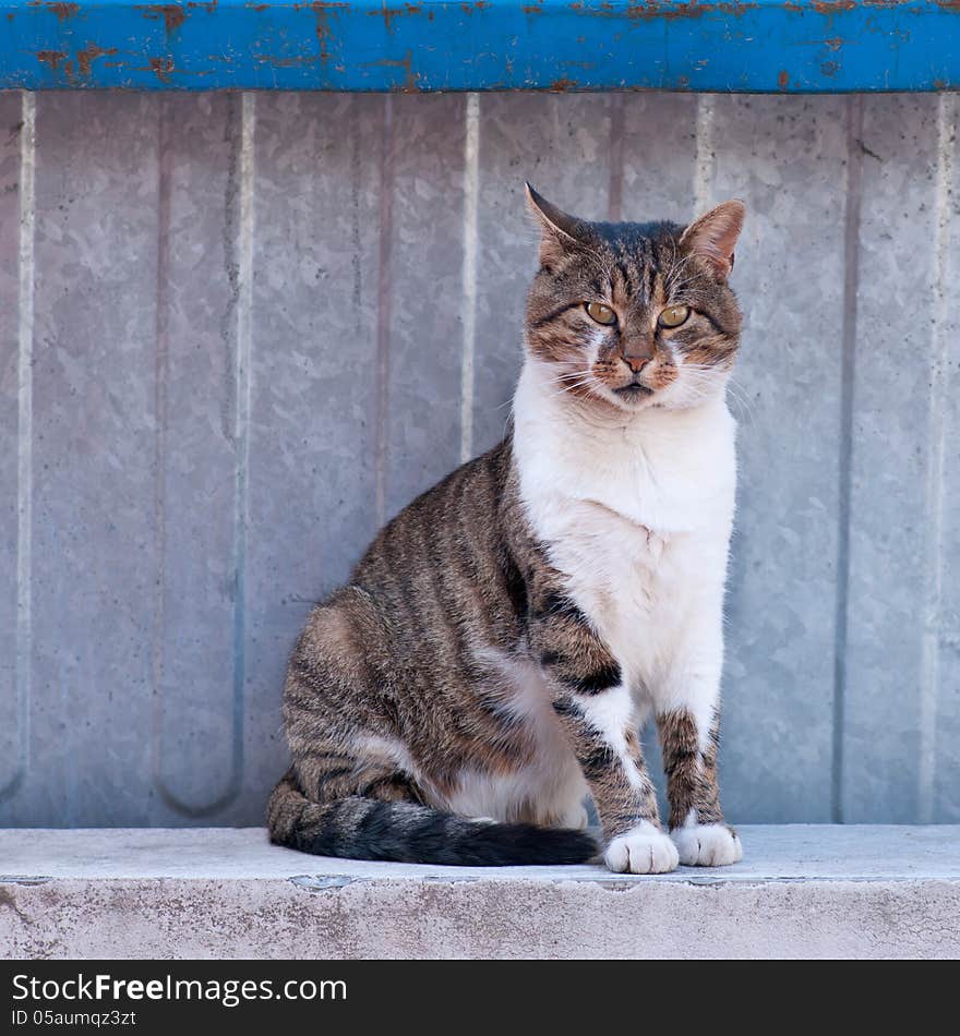 Cat Sitting At The Fence And Looking At The Photographer.