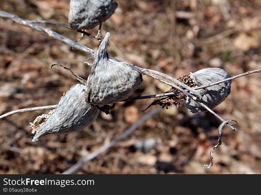 Milkweed on spring branch