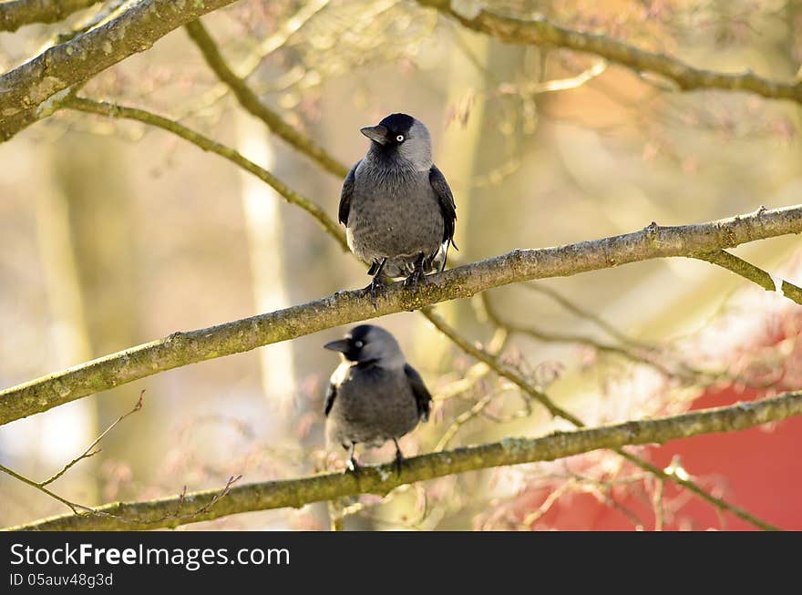 Jackdaws looking to the left. Jackdaws looking to the left