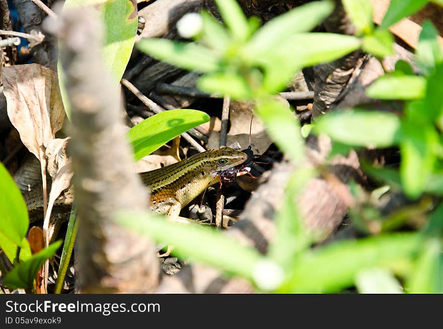 Skink (Eutropis multifasciata) is catching a insects.