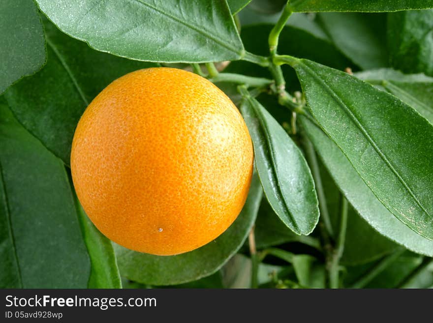 Tangerines on a citrus tree.