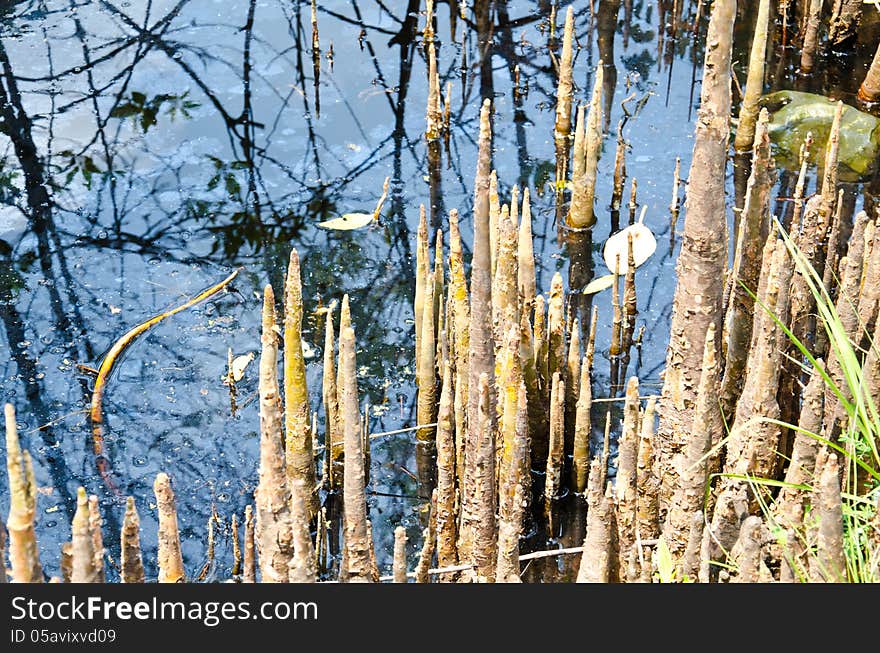 Mangrove roots which emerge from the water. Mangrove roots which emerge from the water.