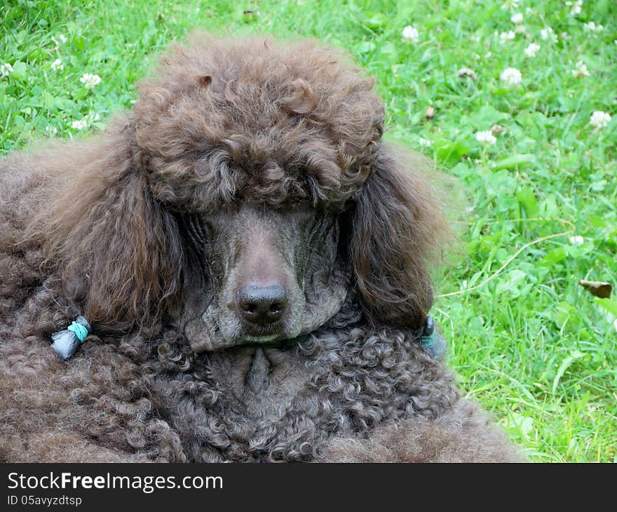 Portrait of a brown royal poodle