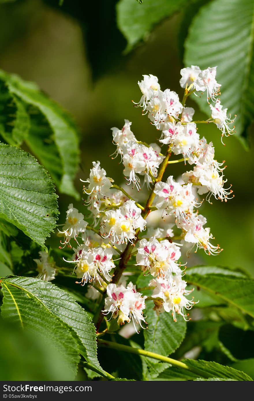 Beautiful white horse chestnut flowers