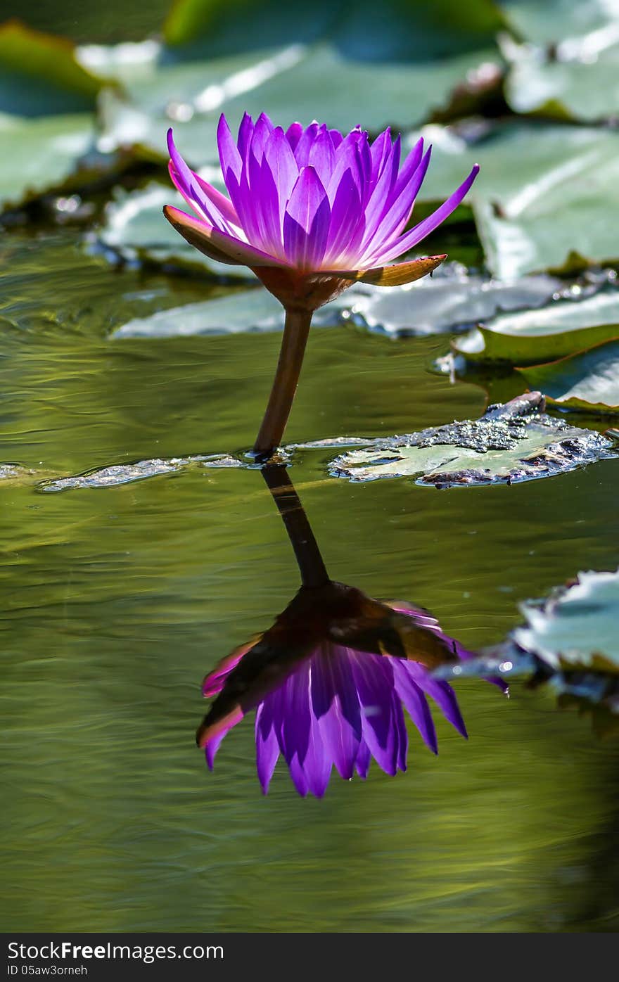 Pink Water Lily in the lake