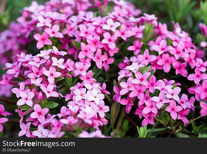 Close up of a beautiful wild flowers