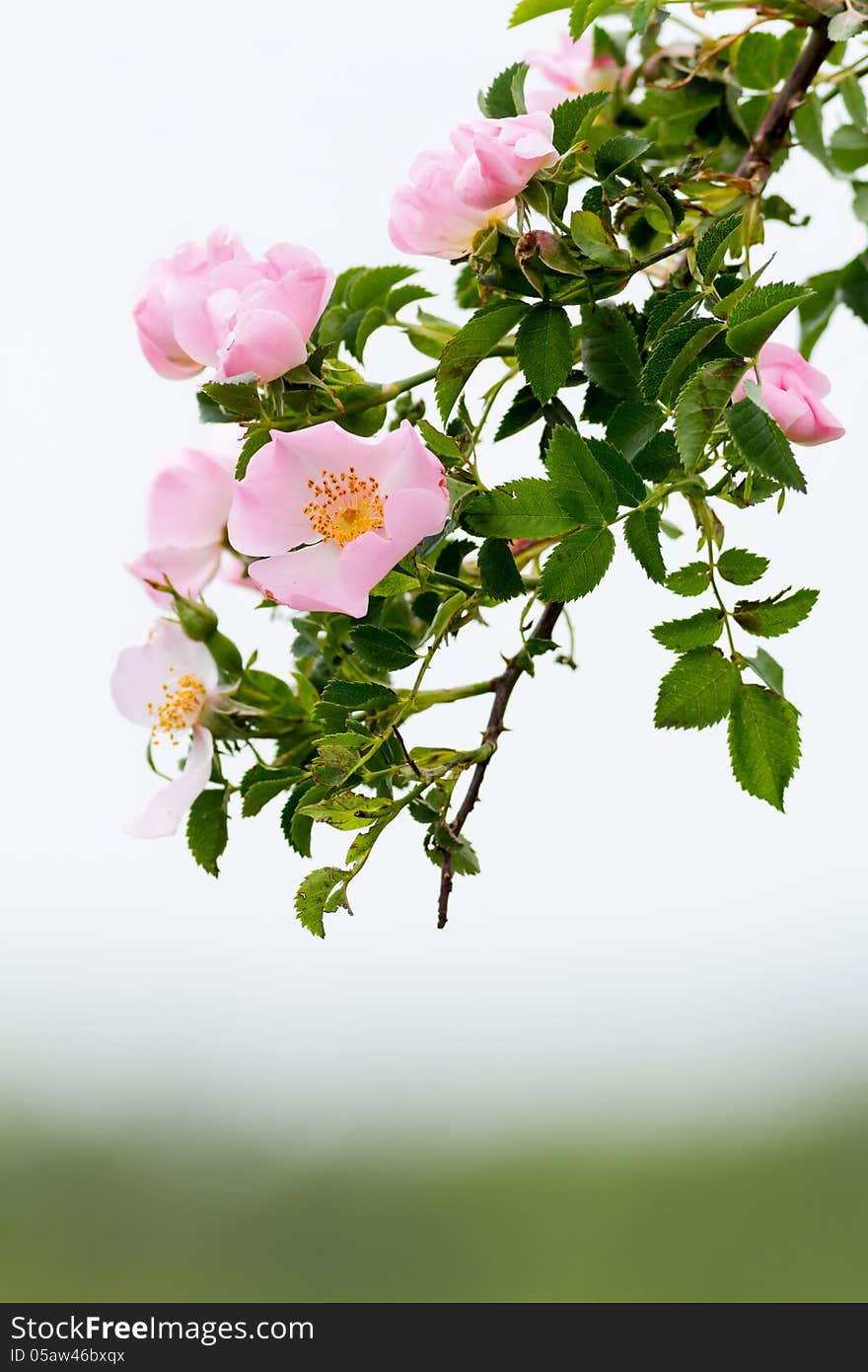 Beautiful blooming wild rose bush. Beautiful blooming wild rose bush