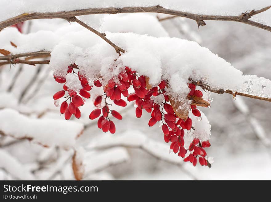 The snow on the branch of a barberry.