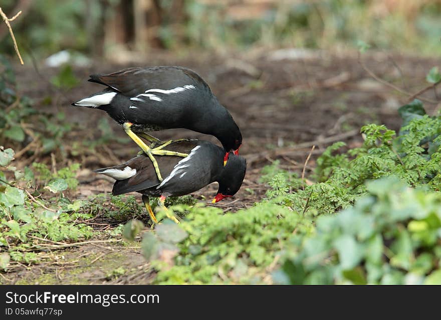 View of two moorhens mating. View of two moorhens mating.