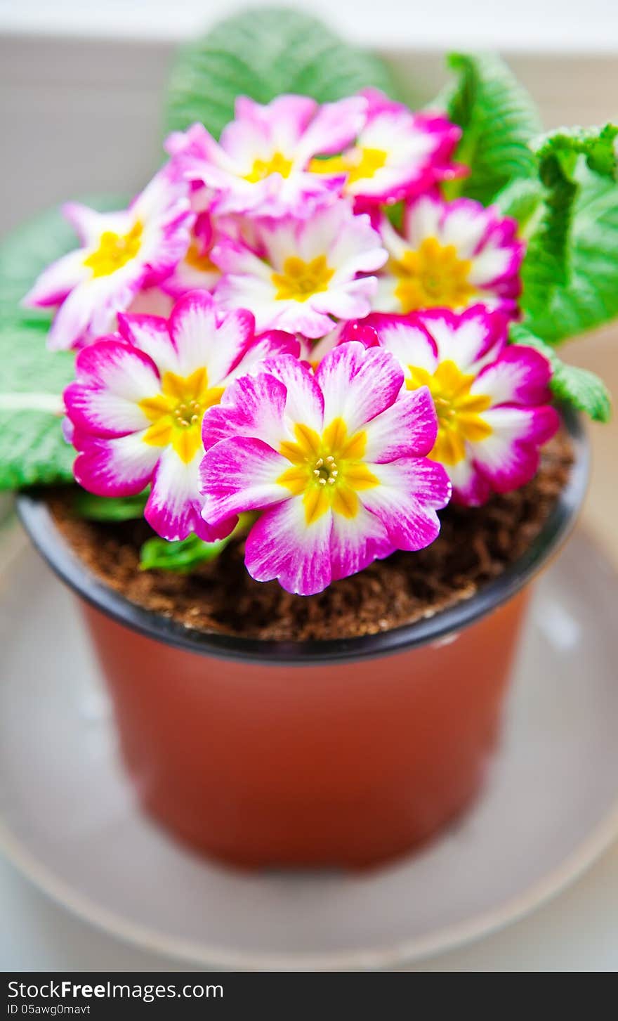 Close-up potted plant of pink and white primrose (Primula vulgaris)