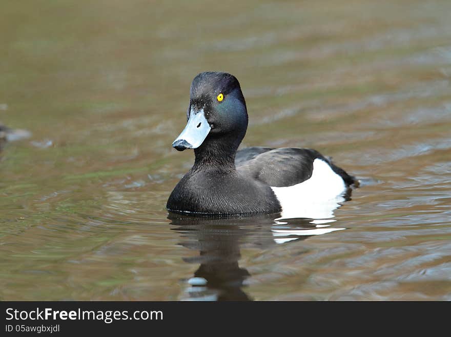 View of a tufted duck on water. View of a tufted duck on water.