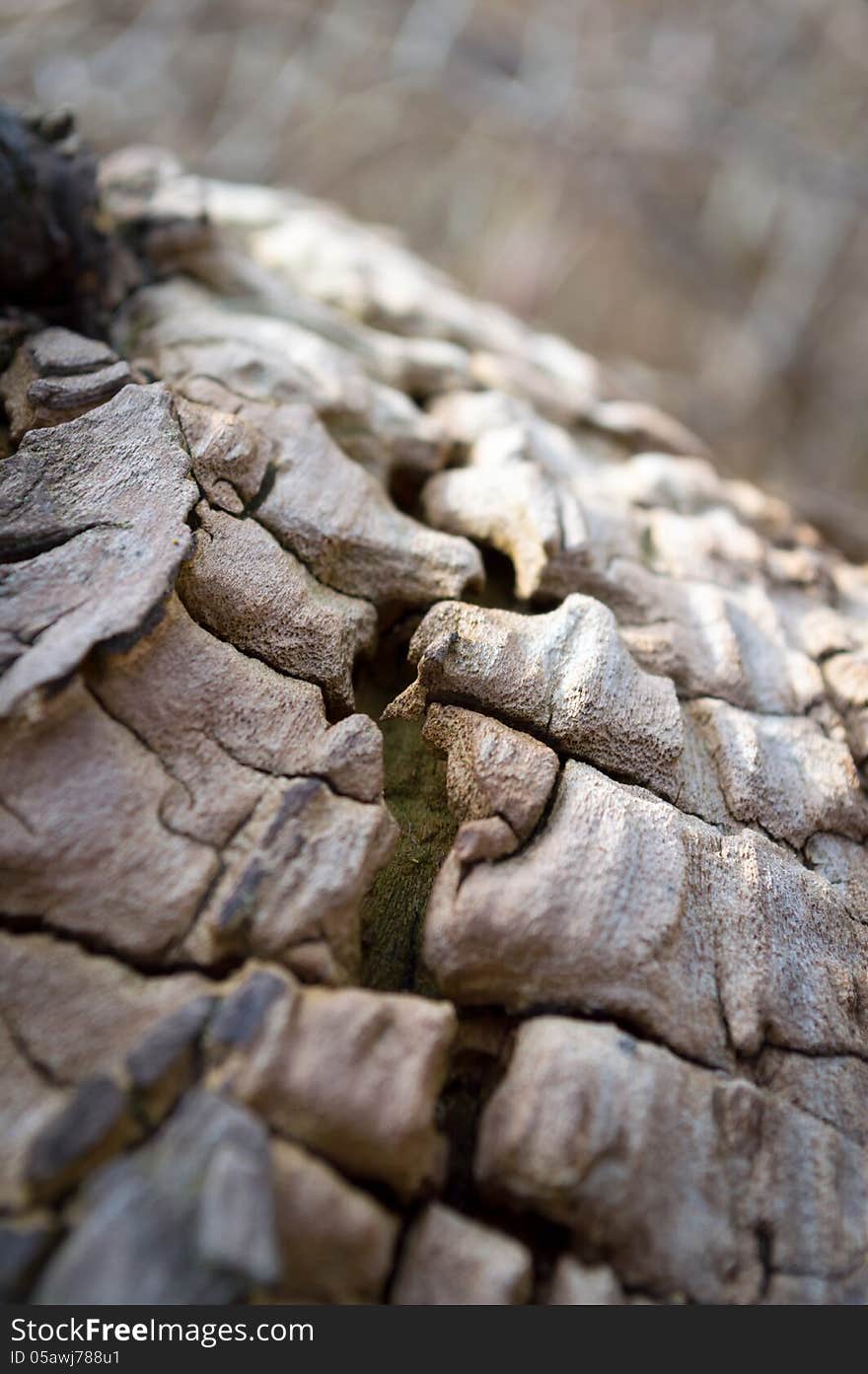 Old Cracked Tree. Grungy Old Wood Background with Selective Focus. Old Cracked Tree. Grungy Old Wood Background with Selective Focus.