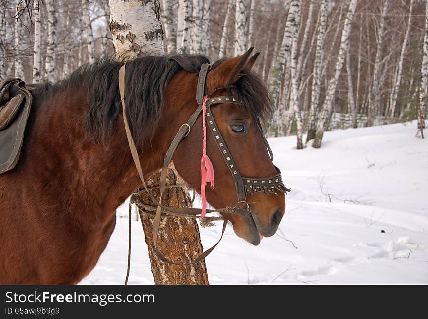 Saddled horse.