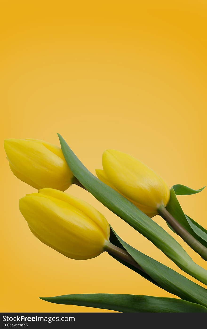 Three yellow tulips on yellow background .